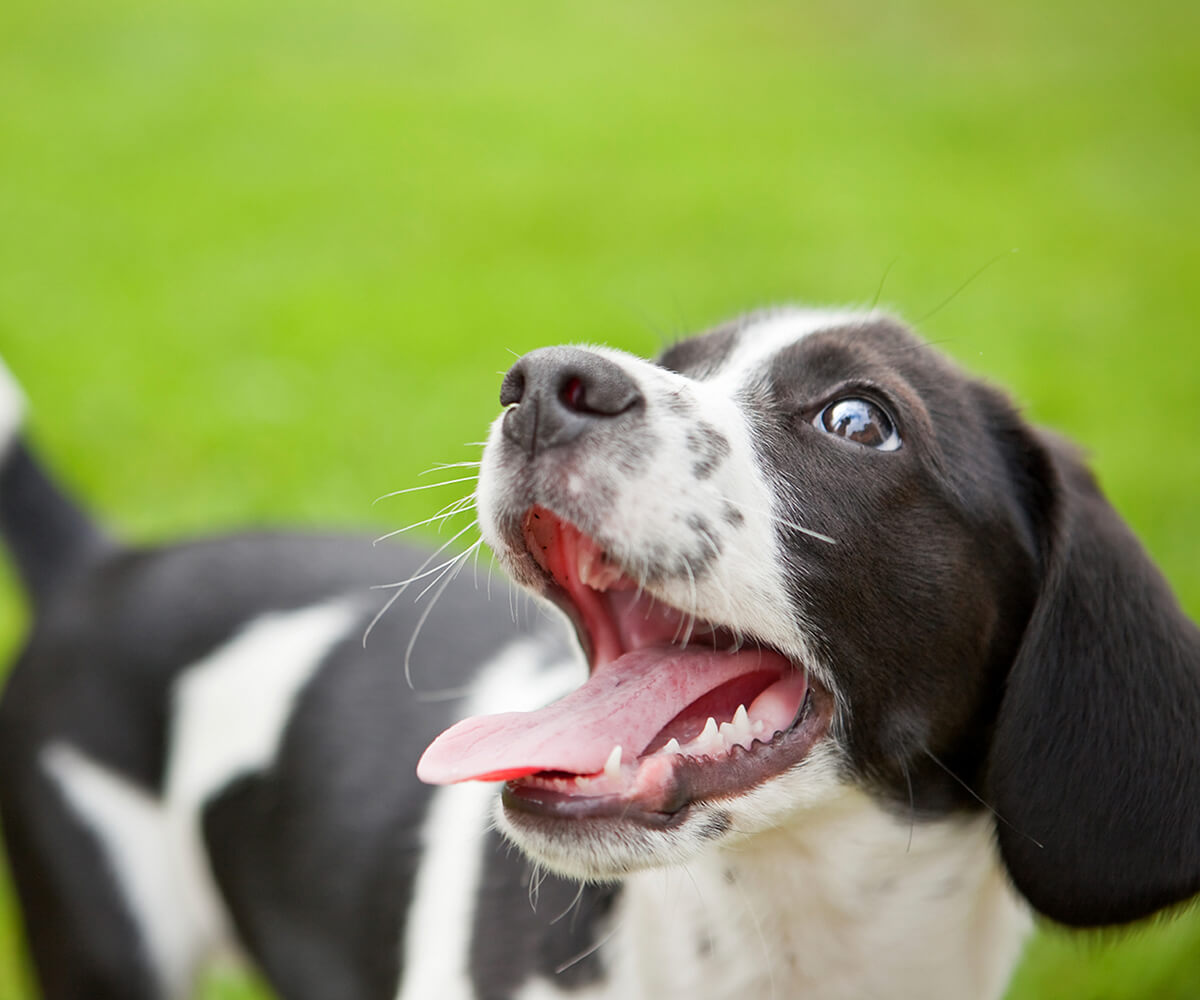 Image of a pet